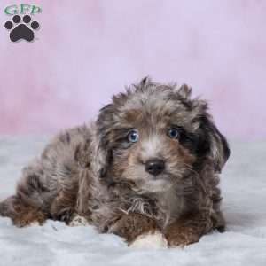 Dallas, Mini Aussiedoodle Puppy